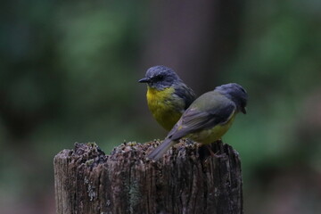eastern yellow robin