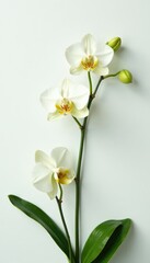 Fototapeta premium Delicate orchid branch with curved stems and lush green leaves against a crisp white background, green, still life, white