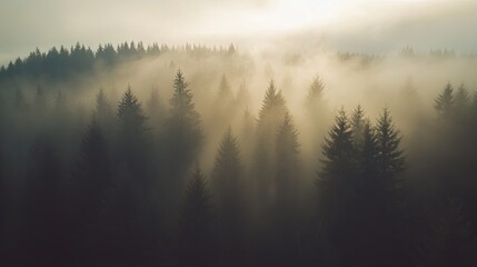 Sunlit Fog Envelops Dark Evergreen Forest