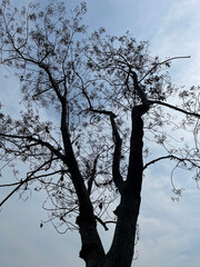 Silhouette of tree trunk and branches seen from below against a blue sky background