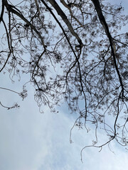 Silhouette of tree trunk and branches seen from below against a blue sky background