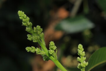 plant, nature, flower, spring, leaf, tree, garden, summer, blossom, flora, flowers, wild, bloom, growth, season, branch, leaves, grass, macro, foliage, chestnut, bud, herb, blooming, green