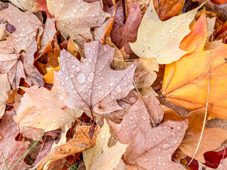 Fall colors