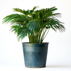 Obraz premium Lush Green Palm Plant in a Rustic Metal Pot: Home Decor, Interior Design