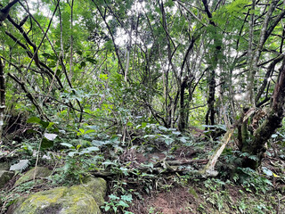 Natural tree trunks and leaves in a tropical forest during the day