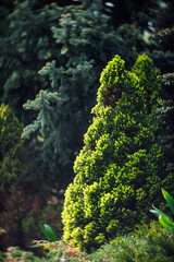 Young spruce in spring