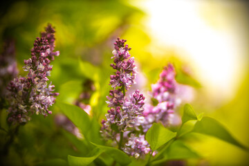 Blooming lilac in spring