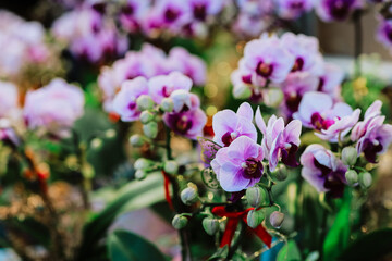 Jan 26 2025 Orchidaceae Elegant Bloom Exotic Tropical Floral Beauty