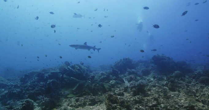 Shark flying in Komodo island underwater