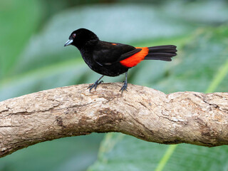 Scarlet-rumped tanager (Ramphocelus passerinii) 