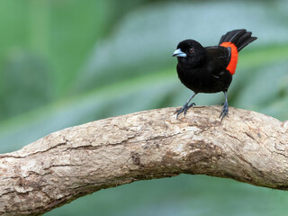 Scarlet-rumped tanager (Ramphocelus passerinii) 