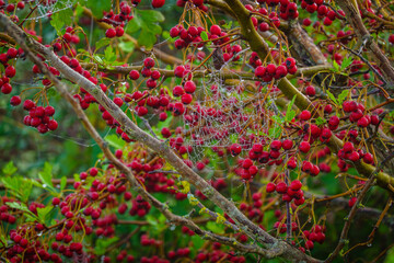Spiderweb adorned with dewdrops among branches bearing vibrant red berries, showcasing outdoor beauty.