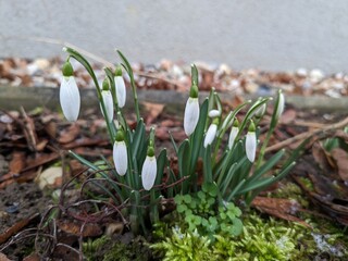 Spring flowers snowdrops