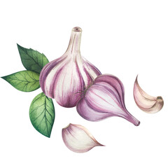 Watercolor set of garlic heads. Realistic ripe garlic watercolor on transparent background. Garlic cloves. illustration.
