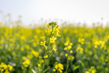 Obraz premium mustard field with yellow flowers at bright day