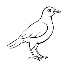 bird on a white background