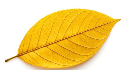 Fototapeta premium Autumn leaf isolated on white background with detailed veins, golden yellow color, and crisp texture, perfect for fall-themed designs, seasonal decorations, botanical illustrations and nature-inspired