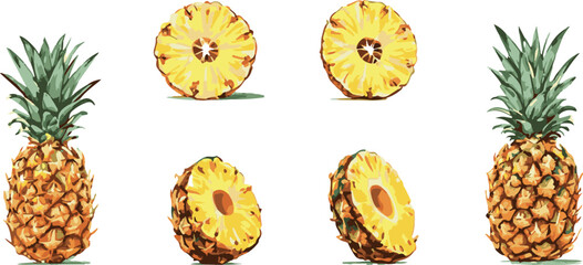 Pineapple Ananas set whole and cut in pieces white background isolated vector handdrawn illustration