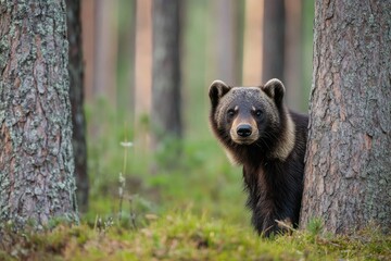 Obraz premium Wolverine foraging in a Pine Grove of the Finnish Taiga: A Glimpse of Europeâ€™s Resilient Predator