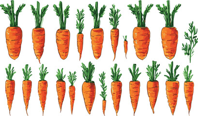 Carrot handdrawn vector illustration set white background isolated