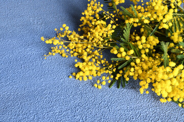 Flowers composition. Mimosa flowers on blue background. Spring concept. The flowery branch of mimosa is offered to women on March 8th for the International Women's Day.