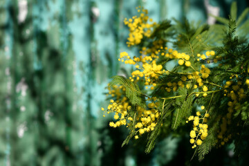 Flowering mimosa tree. The flowery branch of mimosa is offered to women on March 8th for the International Women's Day.
