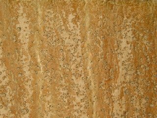 textures of a tree