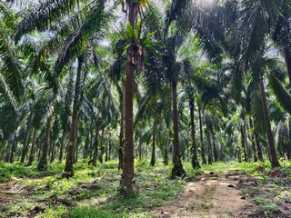 Obraz premium old oil palm plantation in Kalimantan