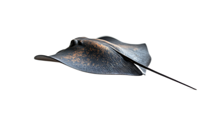 Stingray Silhouette: An isolated image of a sleek, black stingray with a whip-like tail, perfectly captured against a clean background, showcasing its unique anatomy and graceful form.  