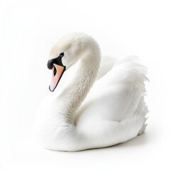 Obraz premium Pristine White Swan Isolated Against a Bright High-Key Background