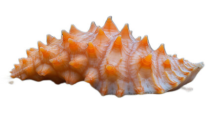 Obraz premium Orange Murex Seashell: A vibrant orange Murex seashell with intricate, spiky details, showcasing the beauty and complexity of nature's artistry.&nbsp;