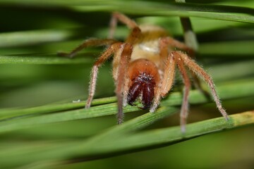 Yellow Sac spider Cheiracanthium on pine needles arachnid nature pest control.