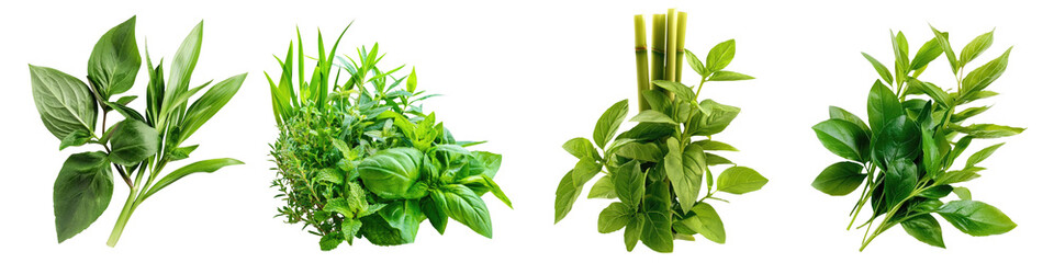 Fresh herbs arranged beautifully, showcasing vibrant colors and textures, perfect for cooking and culinary decoration.