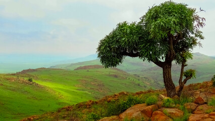Near the summit. A highveld cabbage tree (Cussonia paniculata) overlooks rocky highveld grassland in the Suikerbosrand Nature Reserve.