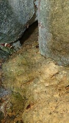 2002)european hornet nest in a gap in a stone wall(Photo taken at 22:16 on august 9, 2017)