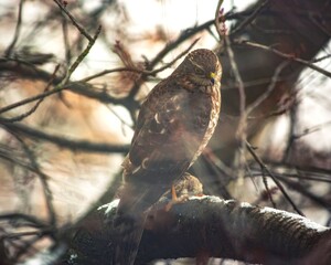 A sparrowhawk sits on a tree branch with a sparrow in its claws