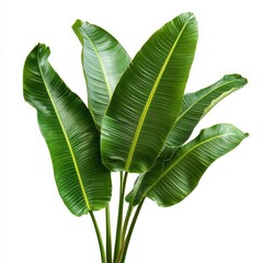 Fototapeta premium Lush Bold Green Banana Palm Leaves with Elongated Curves