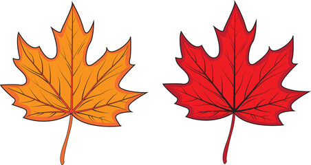maple leaves isolated on white