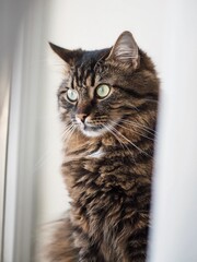 Cat looking around from window. Green eyes. fluffy