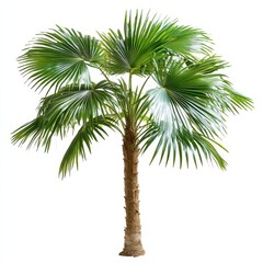 Fototapeta premium Slender Trunk Palm Tree with Large Fan-Like Green Leaves
