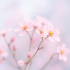 Obraz premium pink cherry blossom in spring