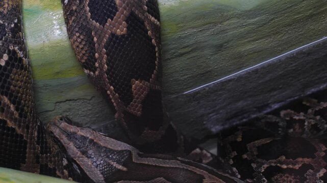 close up reticulated python, large boa constrictor in terrarium behind glass