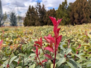 Fraser photinia, red tops (Photinia fraseri), vibrant red green leaves. close up red tip photinia and Christmas berry, is rose family, Rosaceae. It is a hybrid between glabra and serratifolia.
