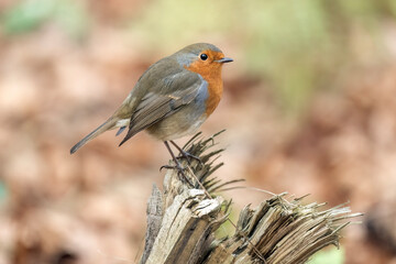 Robin perched on a branch.