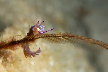 Nudibranch Pteraeolidia semperi. Underwater macro photo from Romblon Island, Philippines.