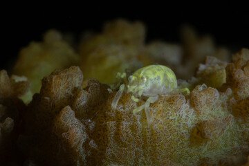 Pale Scorpion Shrimp (Metapontonia fungiacola). Photo was taken in the island Romblon, Philippines