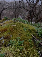 green fluffy moss covered tree in dark forest