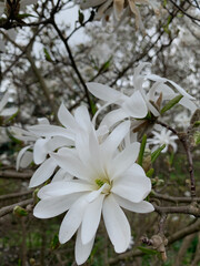 White magnolia blossom close up