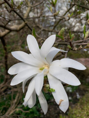 White magnolia blossom close up