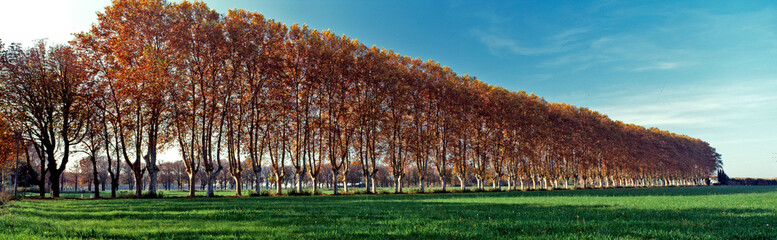 Avenue of trees in Autumn colour at Arles in Provence
